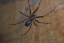 Unknown-Pimoa sp? ID help please!