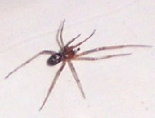 unidentified male
