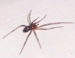 unidentified male