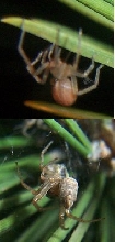 Two unidentified Spiders...id please?