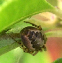 Unknown Orb Weaver...ID please?