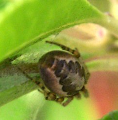 Unknown Orb Weaver...ID please?
