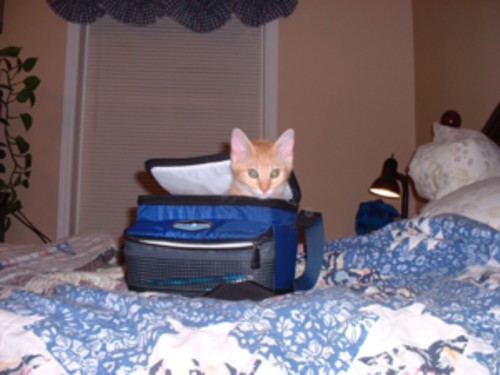lunchbox