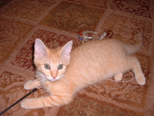Gabby