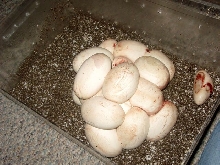 Olive Eggs!!