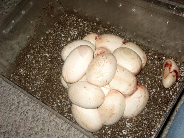 Olive Eggs!!