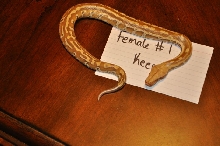 Female 1