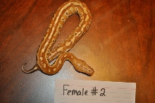 Female 2