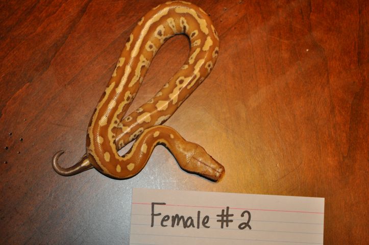Female 2