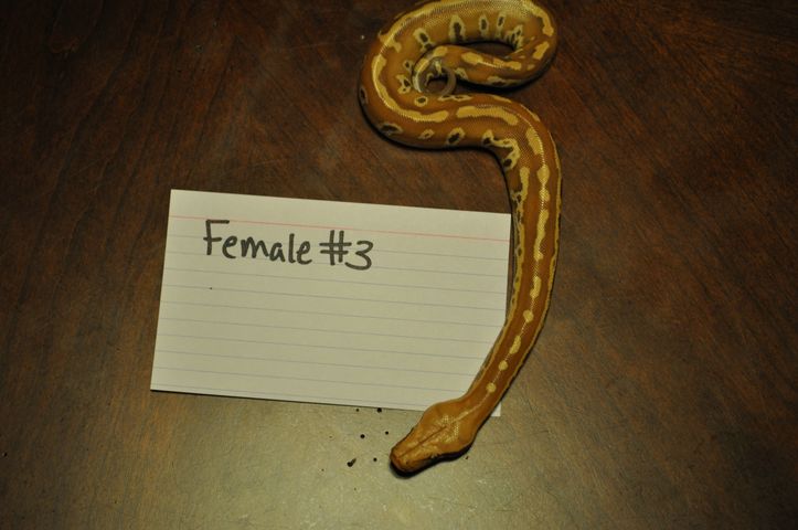 Female 3