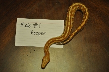 Male 1 - Keeper