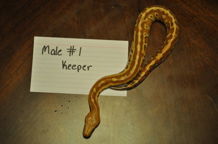 Male 1 - Keeper