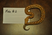 Male 2