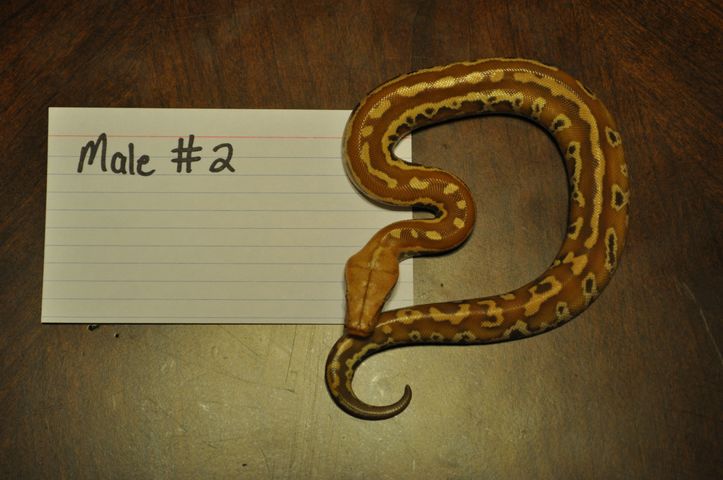 Male 2