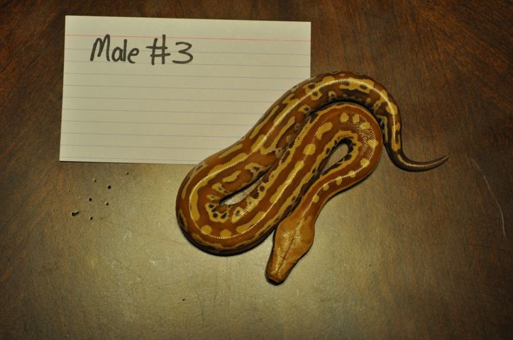 Male 3