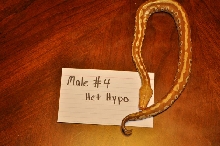 Male 4 - Het Hypo
