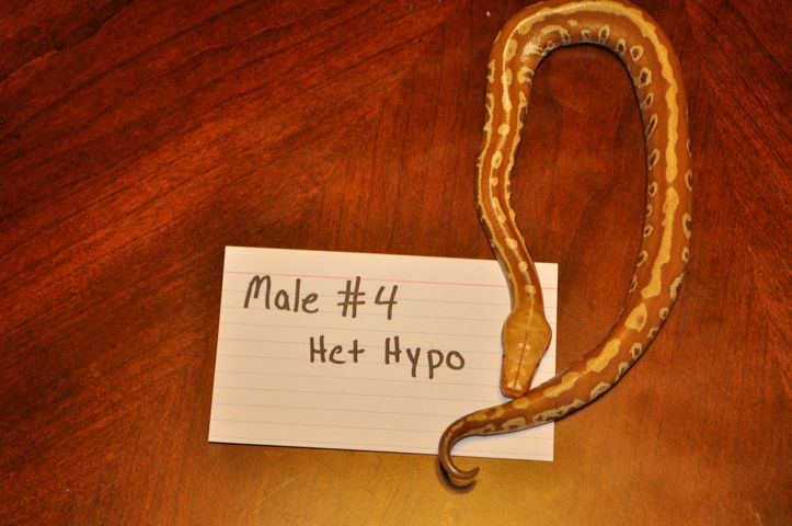 Male 4 - Het Hypo