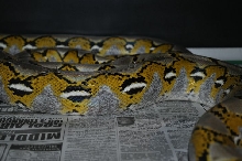Male Platty Retic