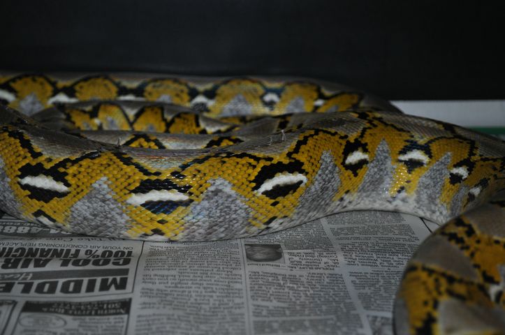 Male Platty Retic