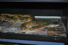 Male Platty Retic