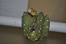 Female GTP - Jayapura locale