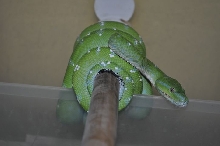 Male GTP - Aru locale