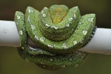 Female GTP - Jayapura locale
