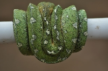 Female GTP - Jayapura locale