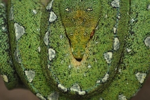 Female GTP - Jayapura locale