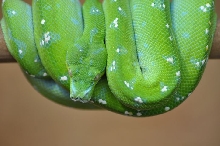 Male GTP - Aru locale