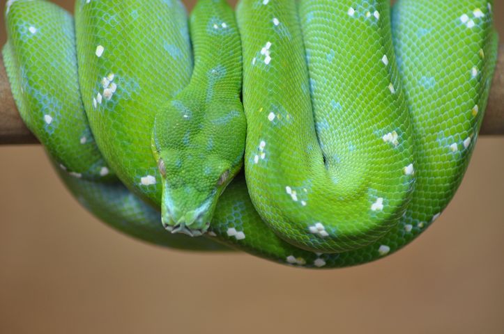 Male GTP - Aru locale