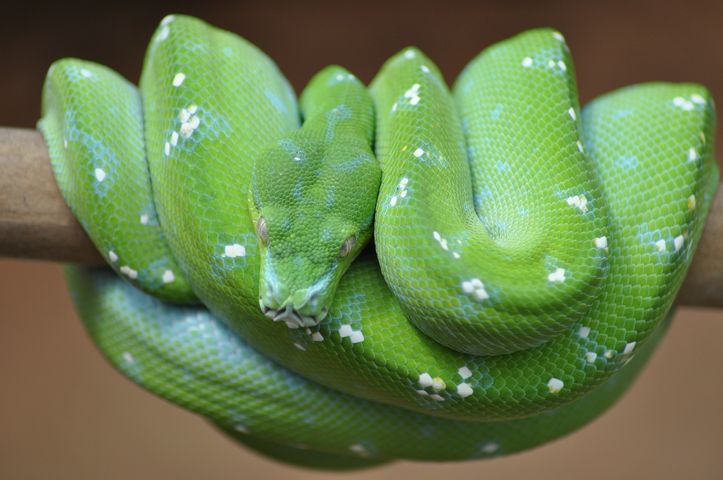 Male GTP - Aru locale