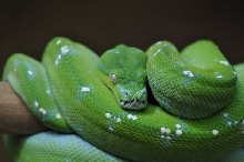 Male GTP - Aru locale