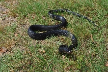 Male Indigo