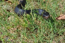 Male Indigo