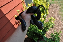 Male Indigo