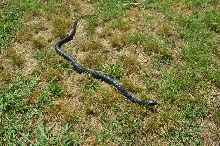 Male Indigo