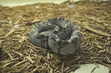 Blacktail Rattler