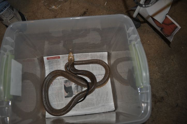 Male Cape