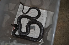 Male Cape