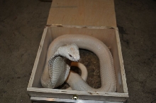 Albino Monocled