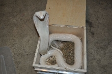 Albino Monocled