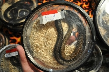 Inland Taipan