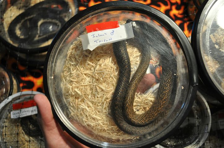 Inland Taipan