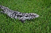 Tegu