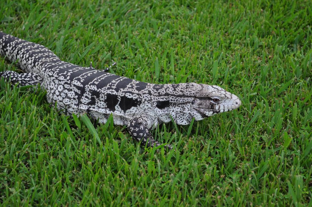 Tegu