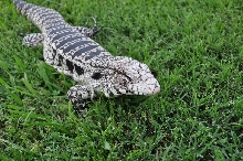 Tegu