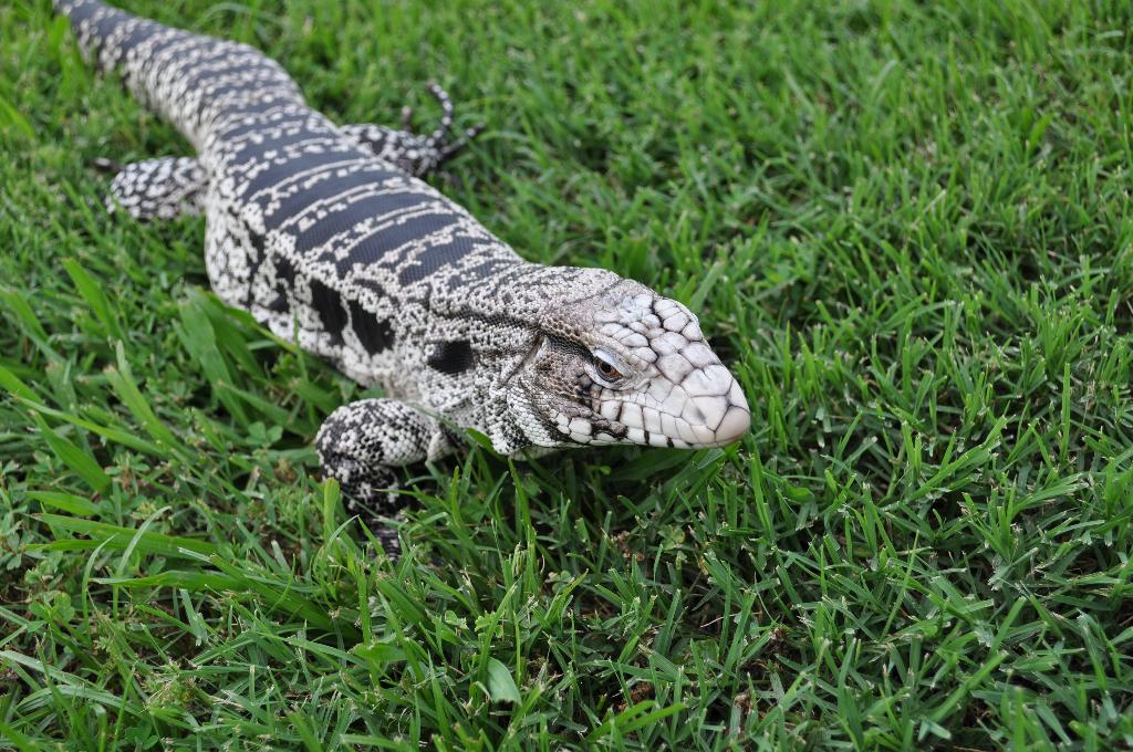 Tegu