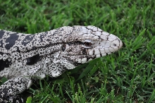 Tegu