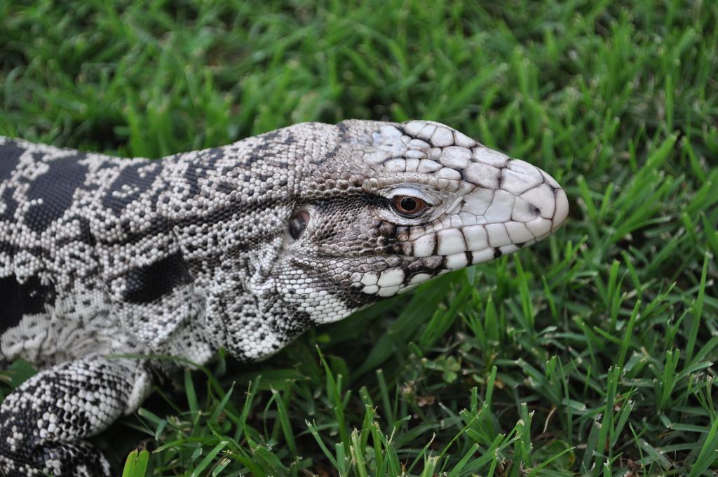 Tegu